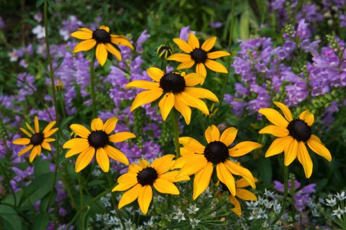 Black-eyed Susans, Reeves-Reed Arboretum, Union County, NJ (8619SA).jpg